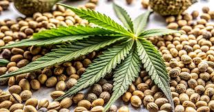 Explore the Best Cannabis Seeds in Illinois Explore the Best Cannabis Seeds in Illinois