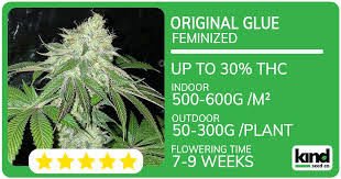 Explore the Best Cannabis Seeds in Illinois Explore the Best Cannabis Seeds in Illinois